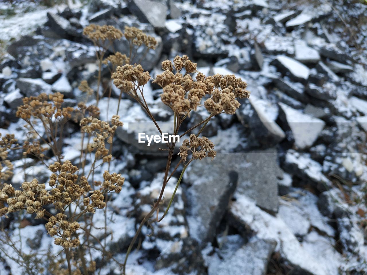 Close-up of dry plant on snow covered land