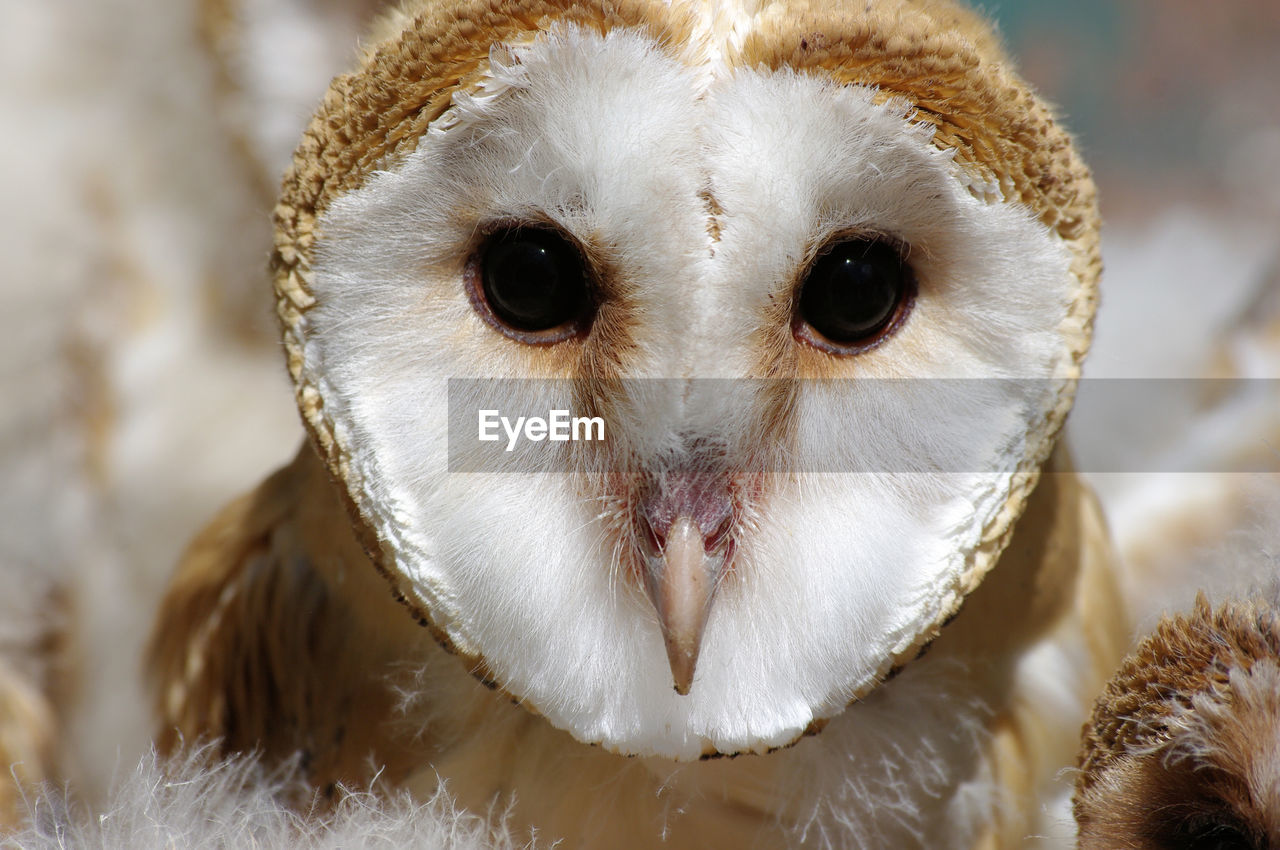 CLOSE-UP OF OWL OUTDOORS