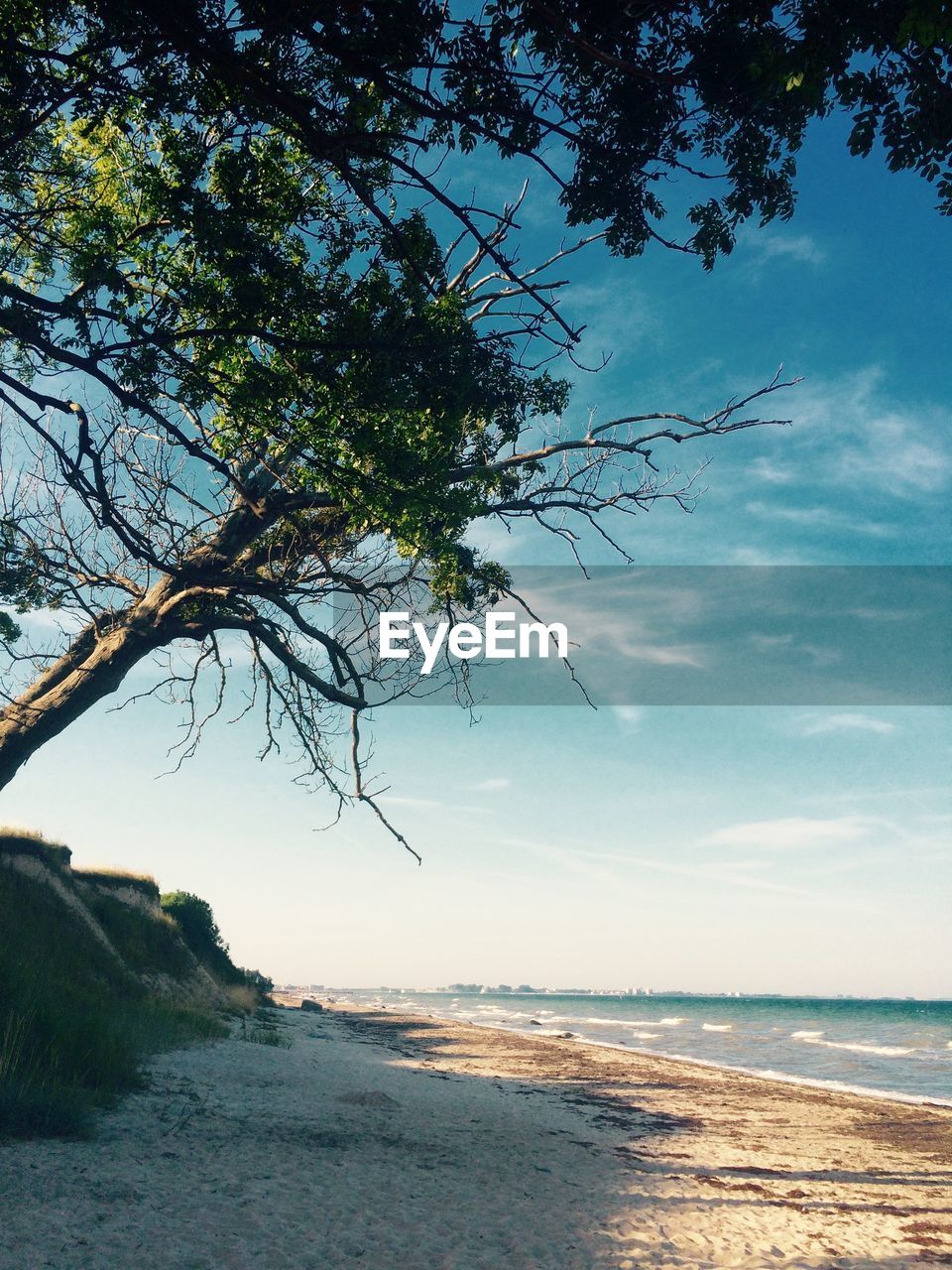 SCENIC VIEW OF SEA WITH TREES IN BACKGROUND