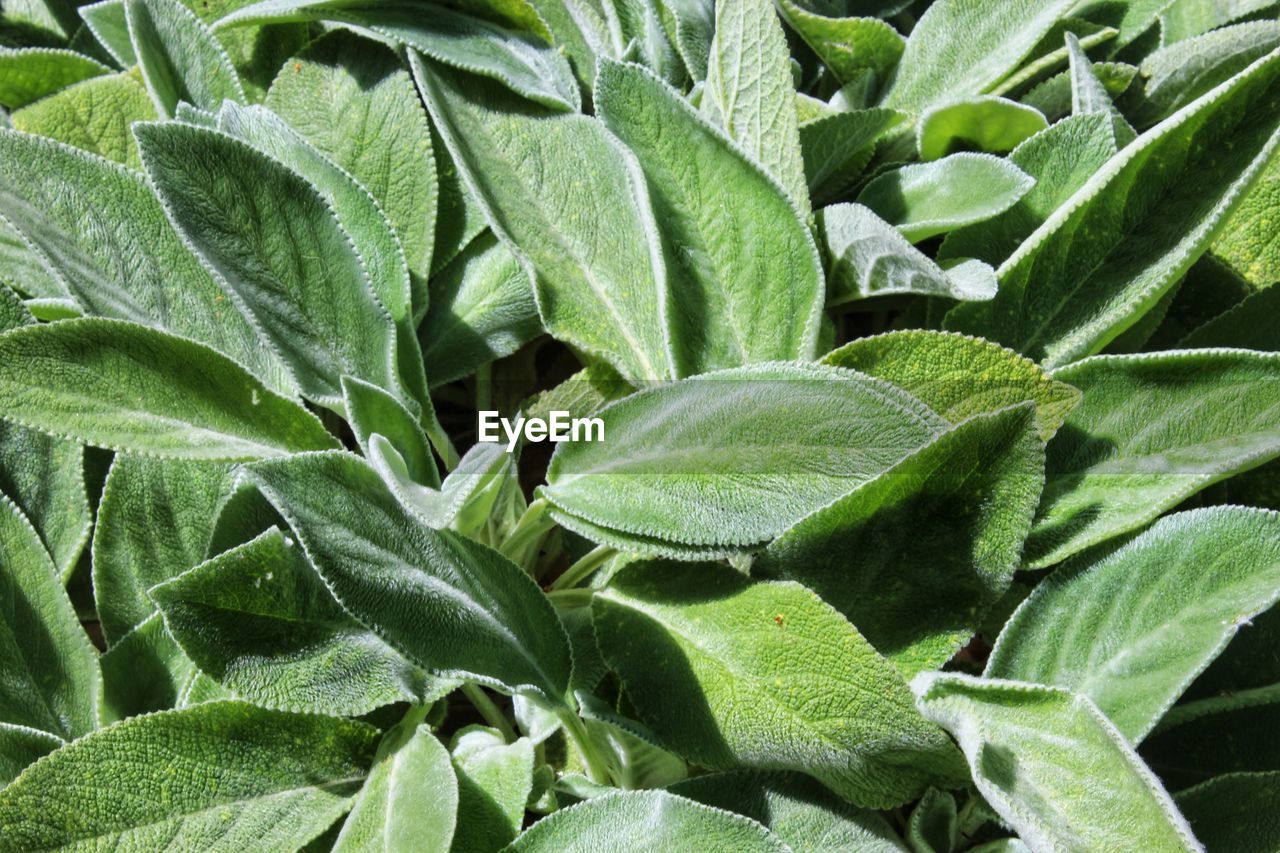 Full frame shot of green leaves