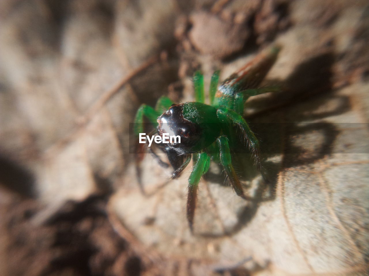 Close-up of green spider on dry leaf