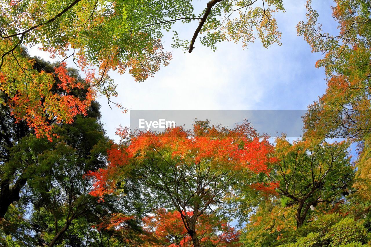 Low angle view of autumn tree against sky