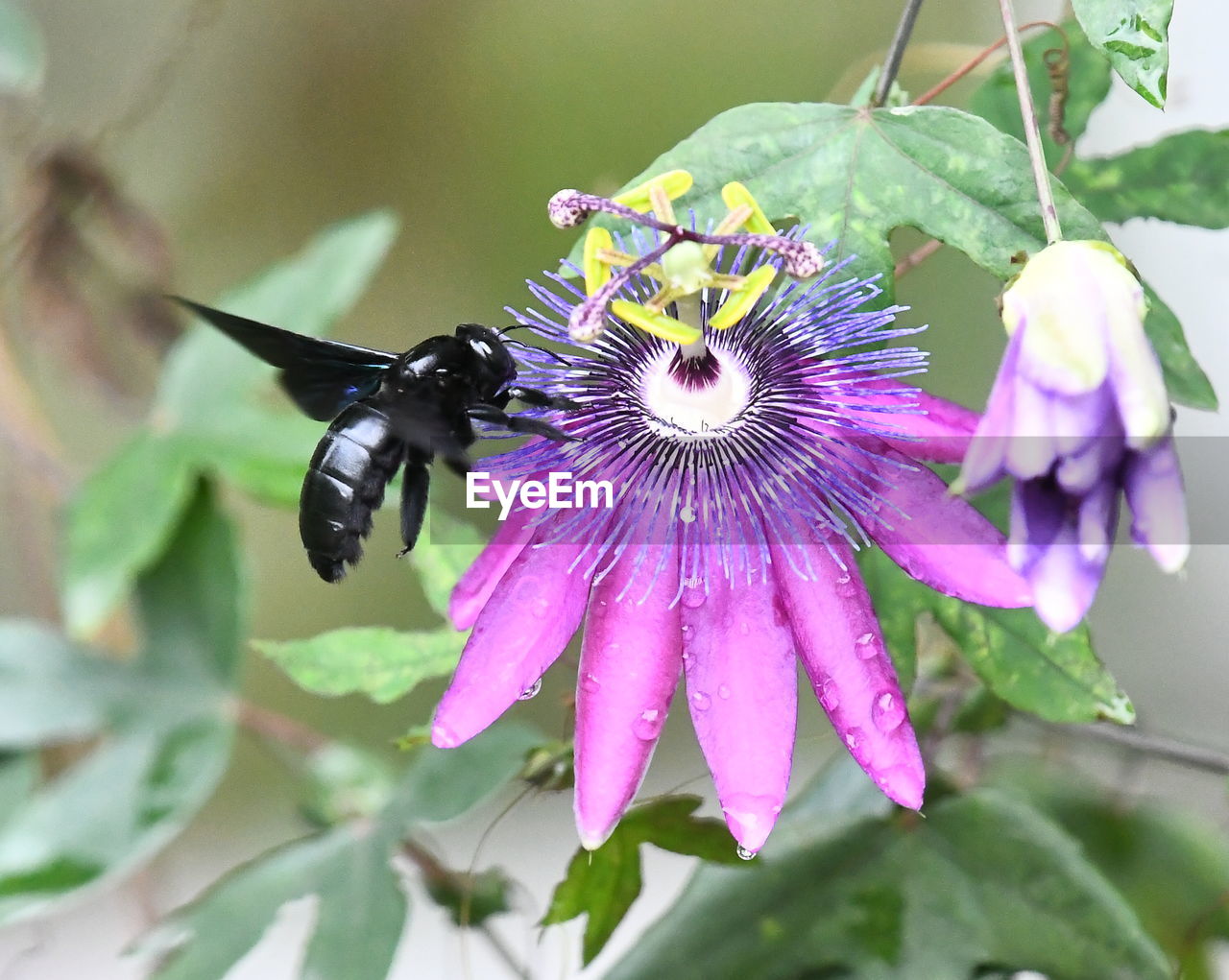 CLOSE-UP OF INSECT POLLINATING ON PURPLE FLOWER