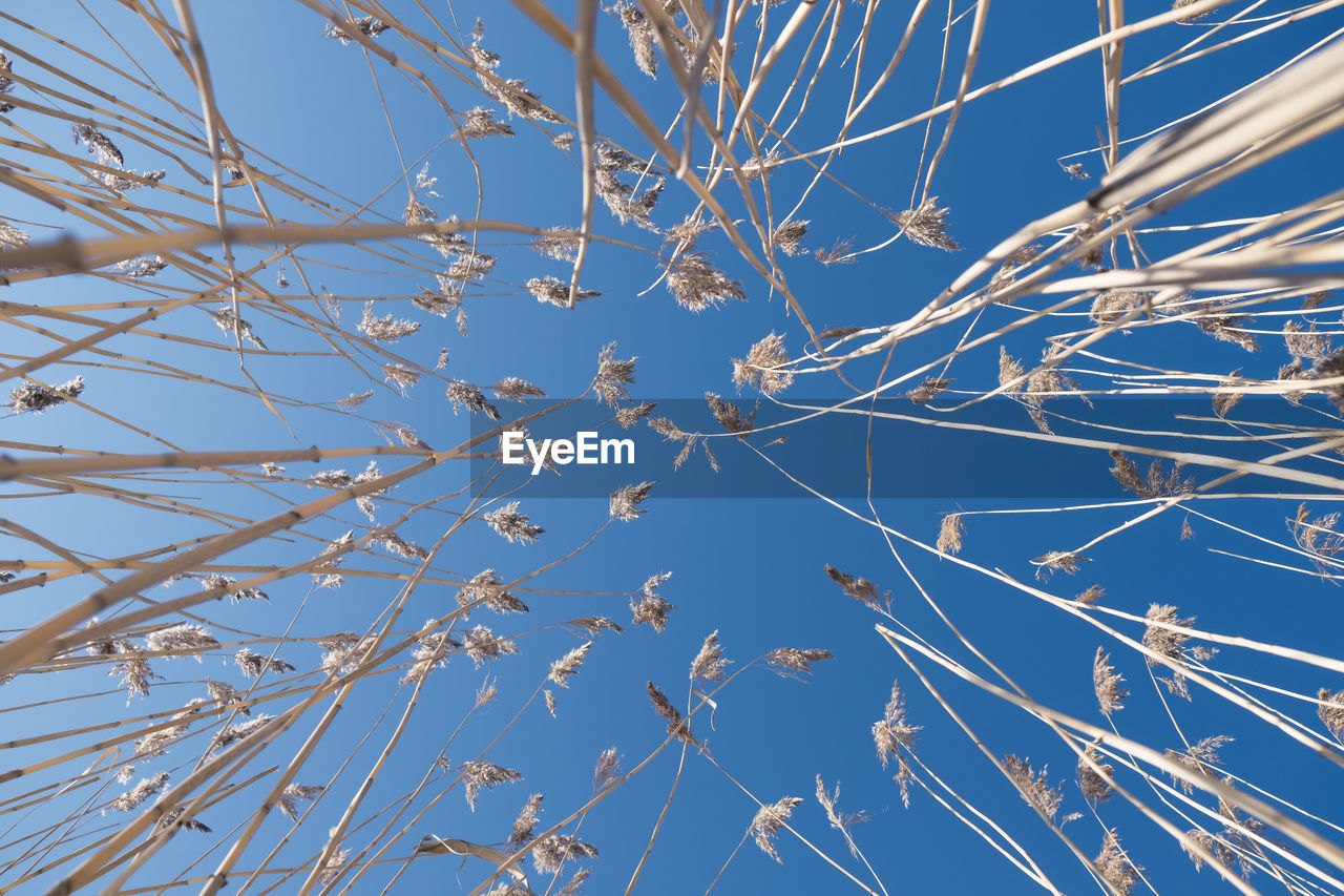 LOW ANGLE VIEW OF TREES AGAINST BLUE SKY