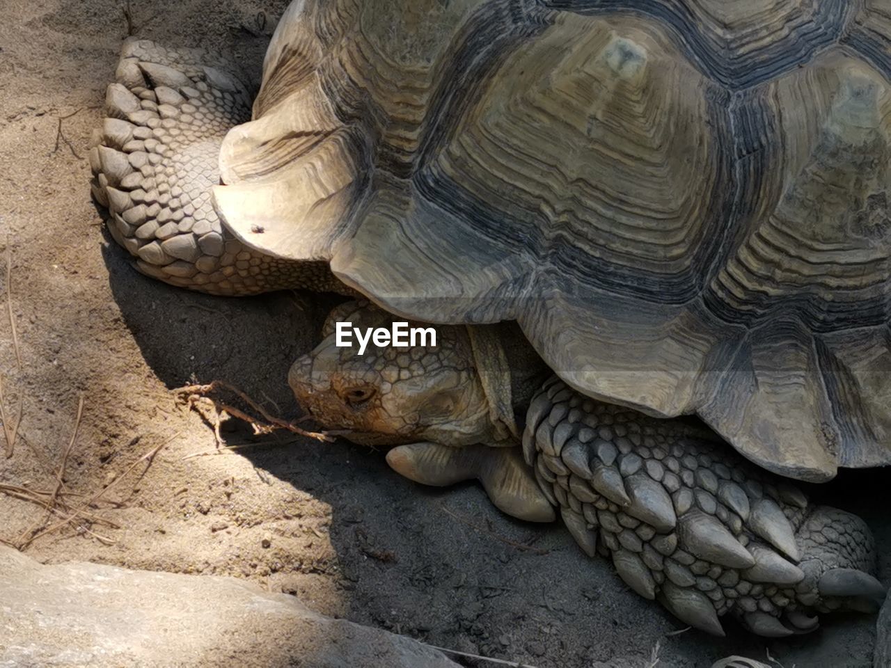 HIGH ANGLE VIEW OF A TURTLE ON GROUND