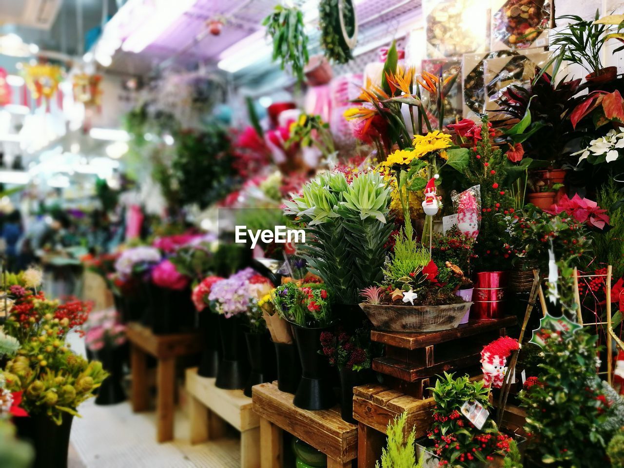 CLOSE-UP OF FLOWERS IN MARKET