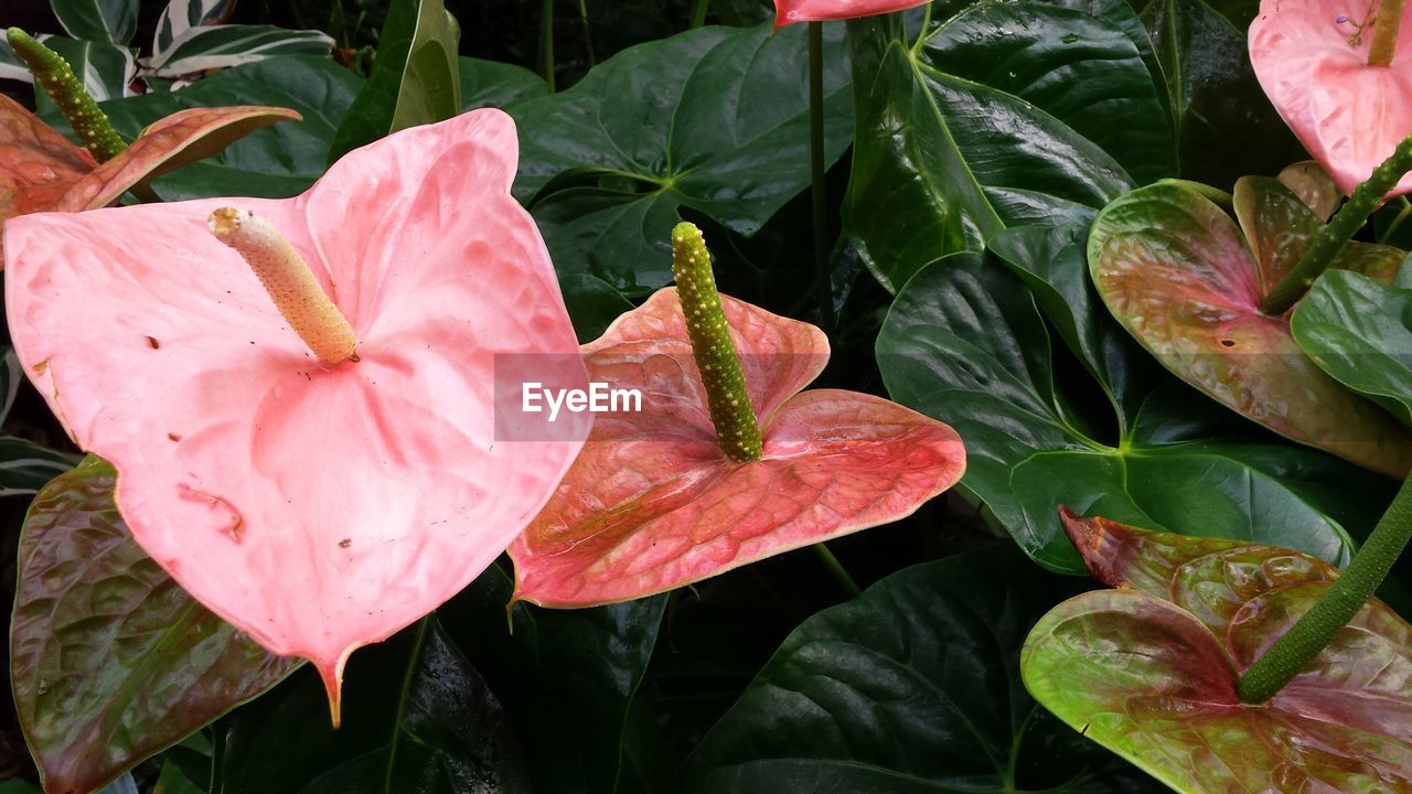 Close-up of water drops on pink flower