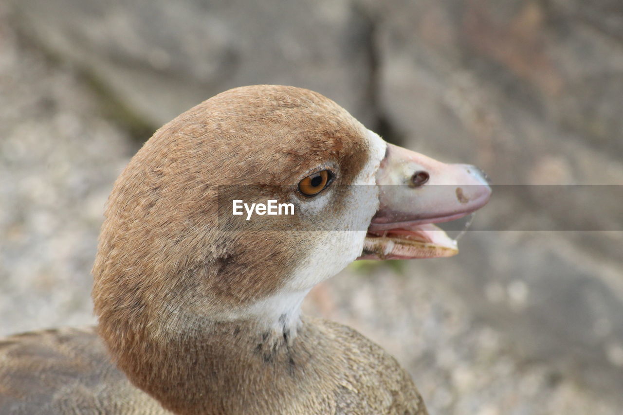 Close-up of a bird looking away