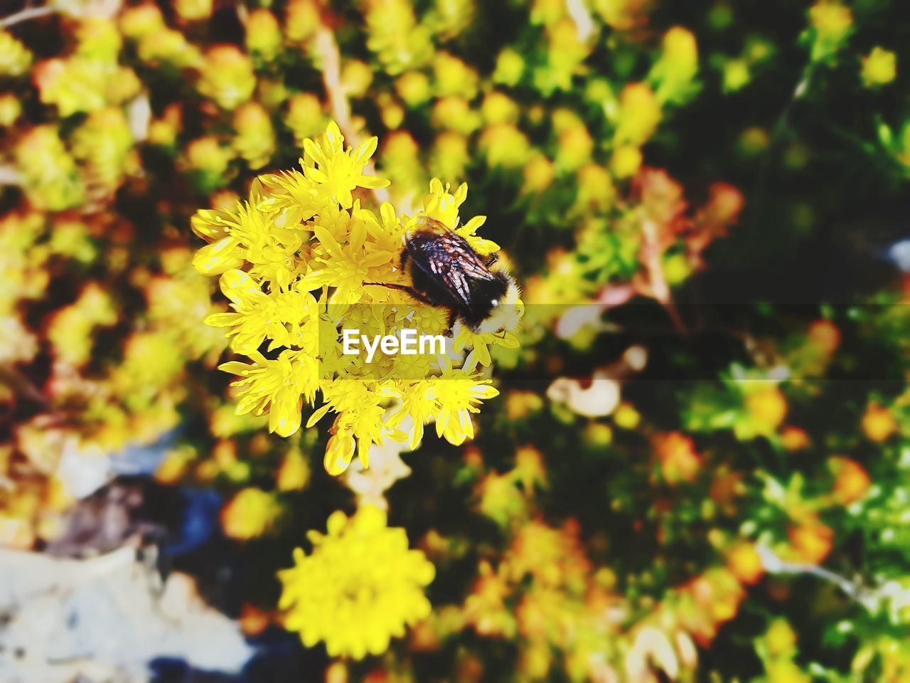 CLOSE-UP OF HONEY BEE POLLINATING ON YELLOW FLOWER