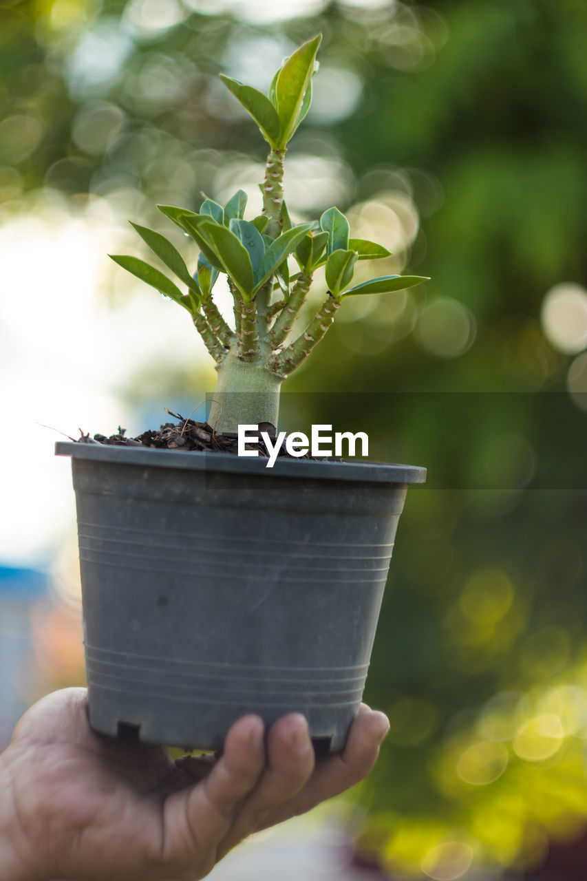 Midsection of person holding potted plant