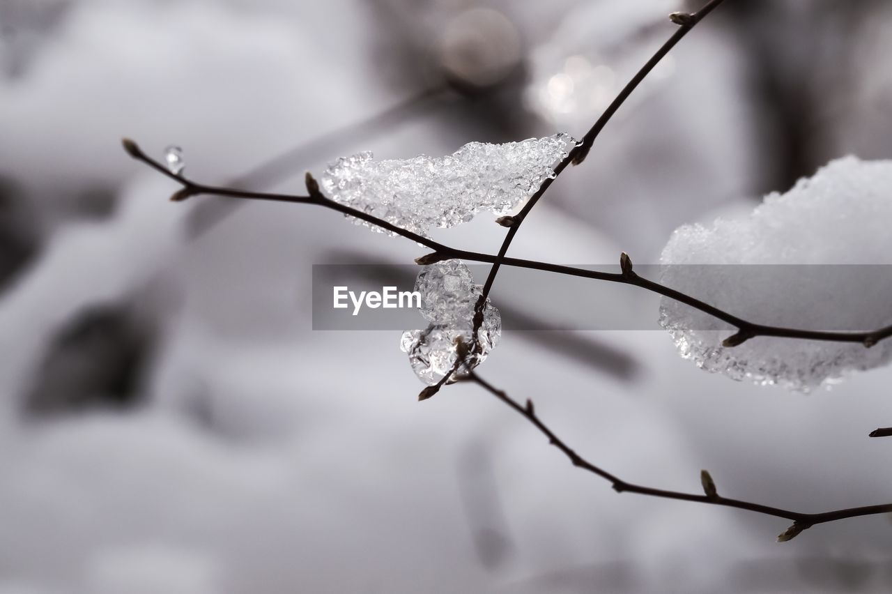 CLOSE-UP OF FROZEN TWIG AGAINST SKY