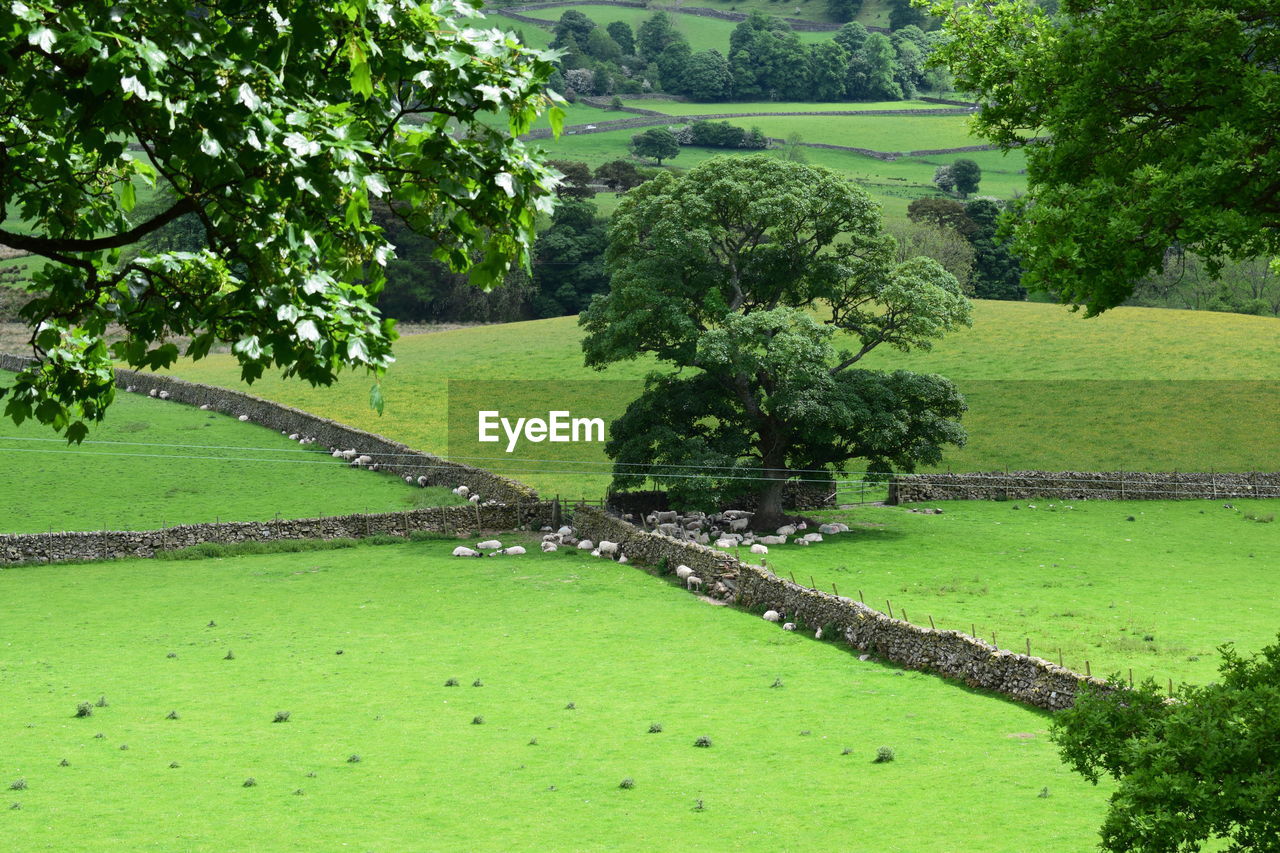 Trees on landscape