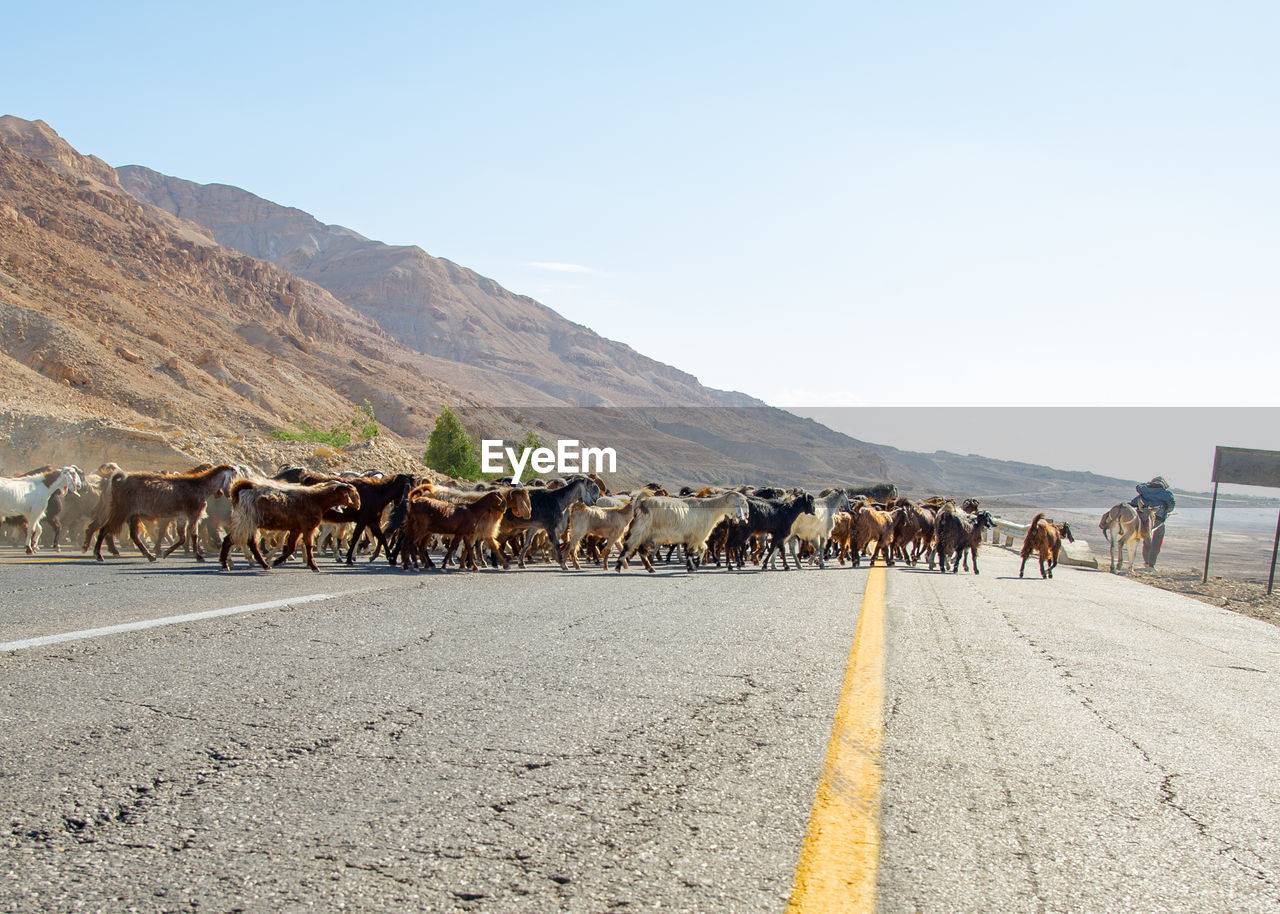 Shepherd with many goats in jordan crossing the road near the dead sea