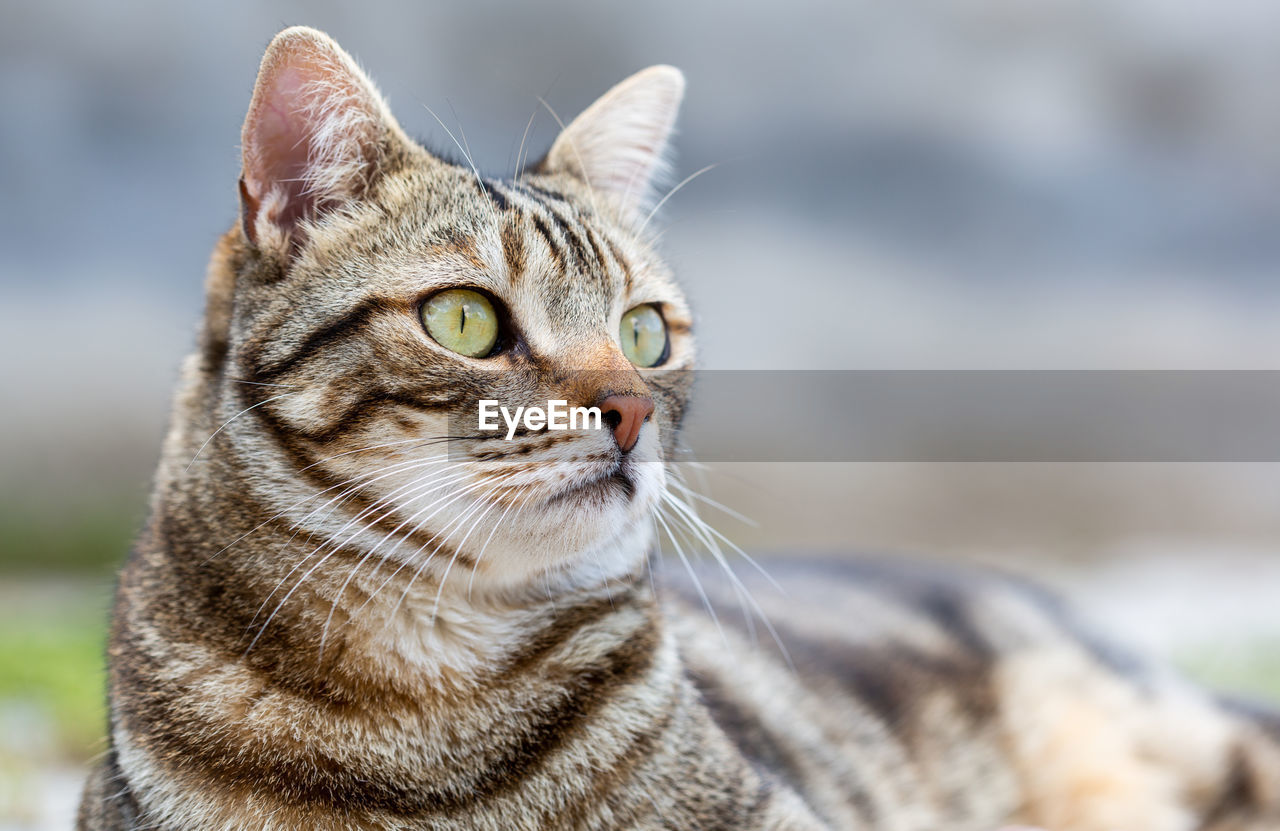 CLOSE-UP OF CAT LOOKING AWAY