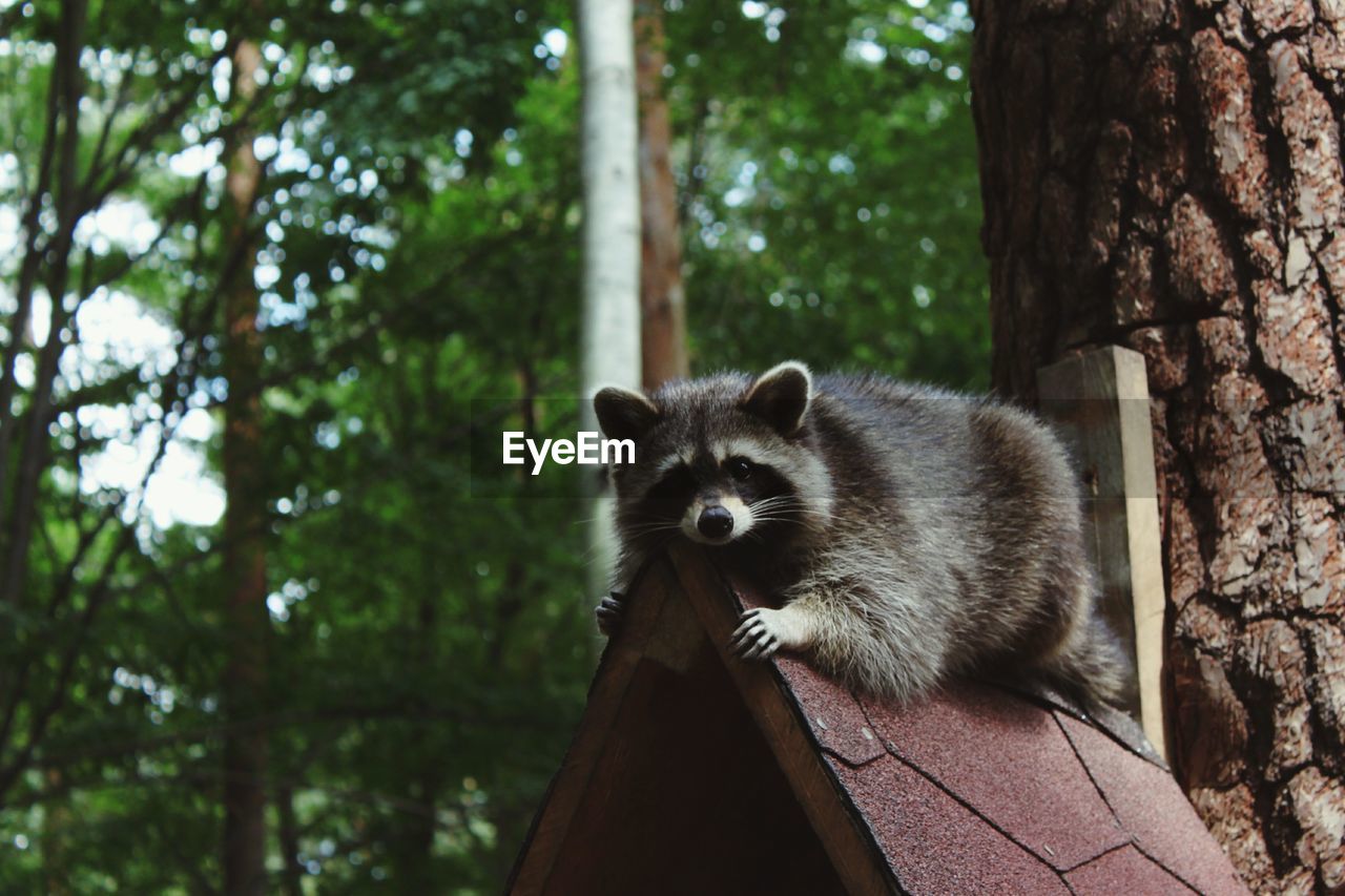 Cute raccoon outdoors