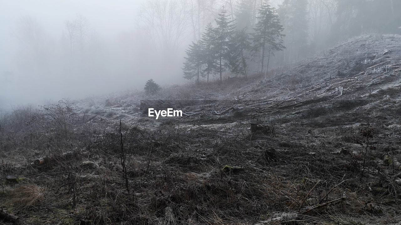 SCENIC VIEW OF FOGGY FOREST