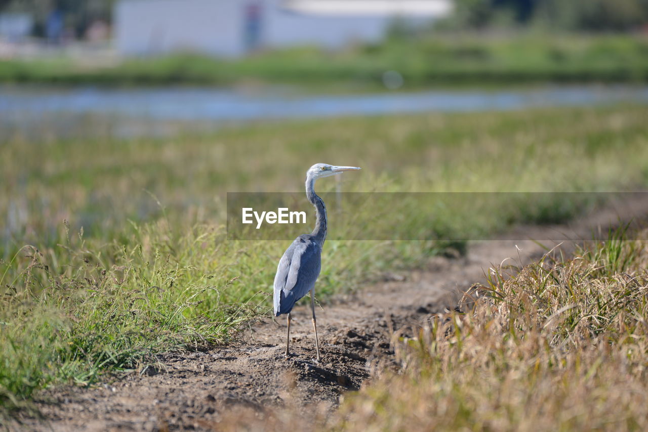 gray heron standing on field