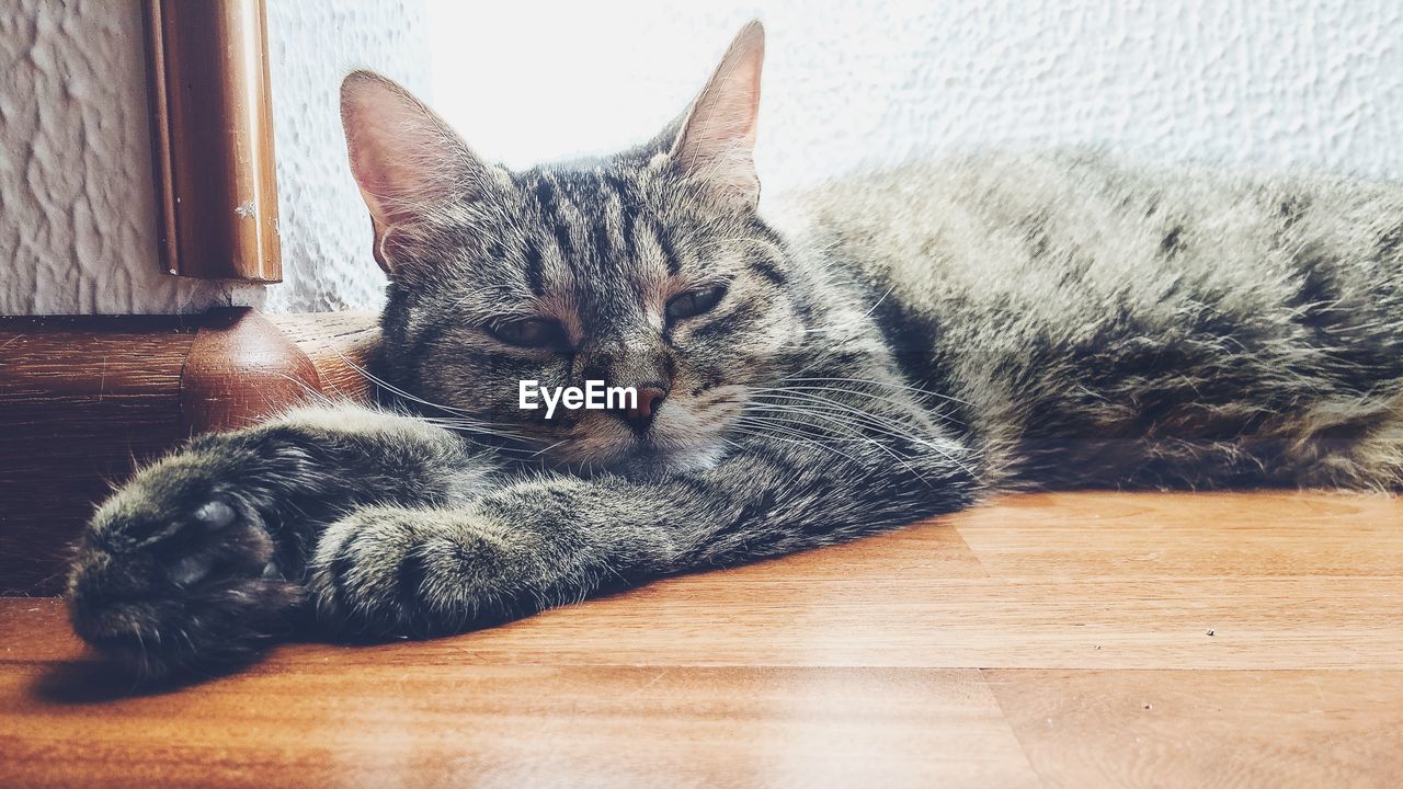 Portrait of cat relaxing on hardwood floor at home