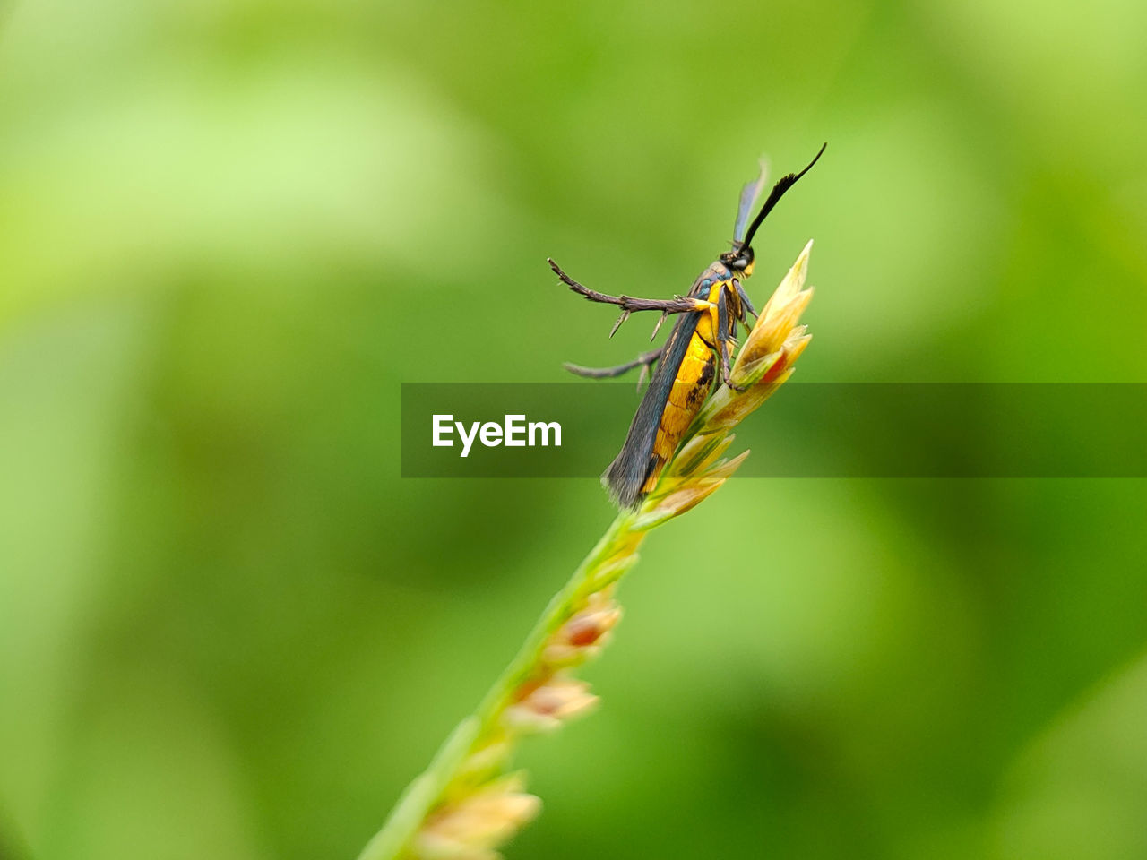 CLOSE-UP OF GRASSHOPPER ON PLANT