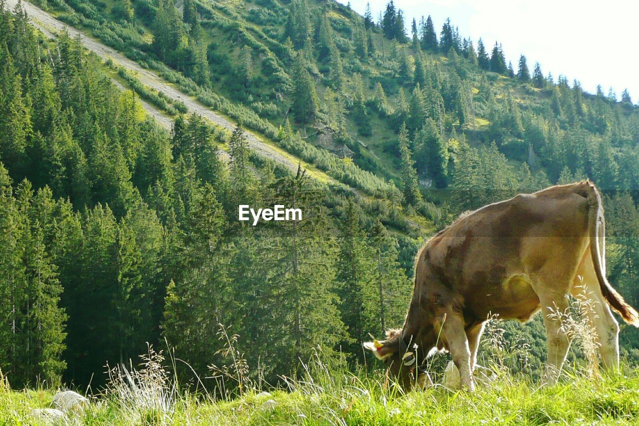 HORSES GRAZING ON GRASSY FIELD