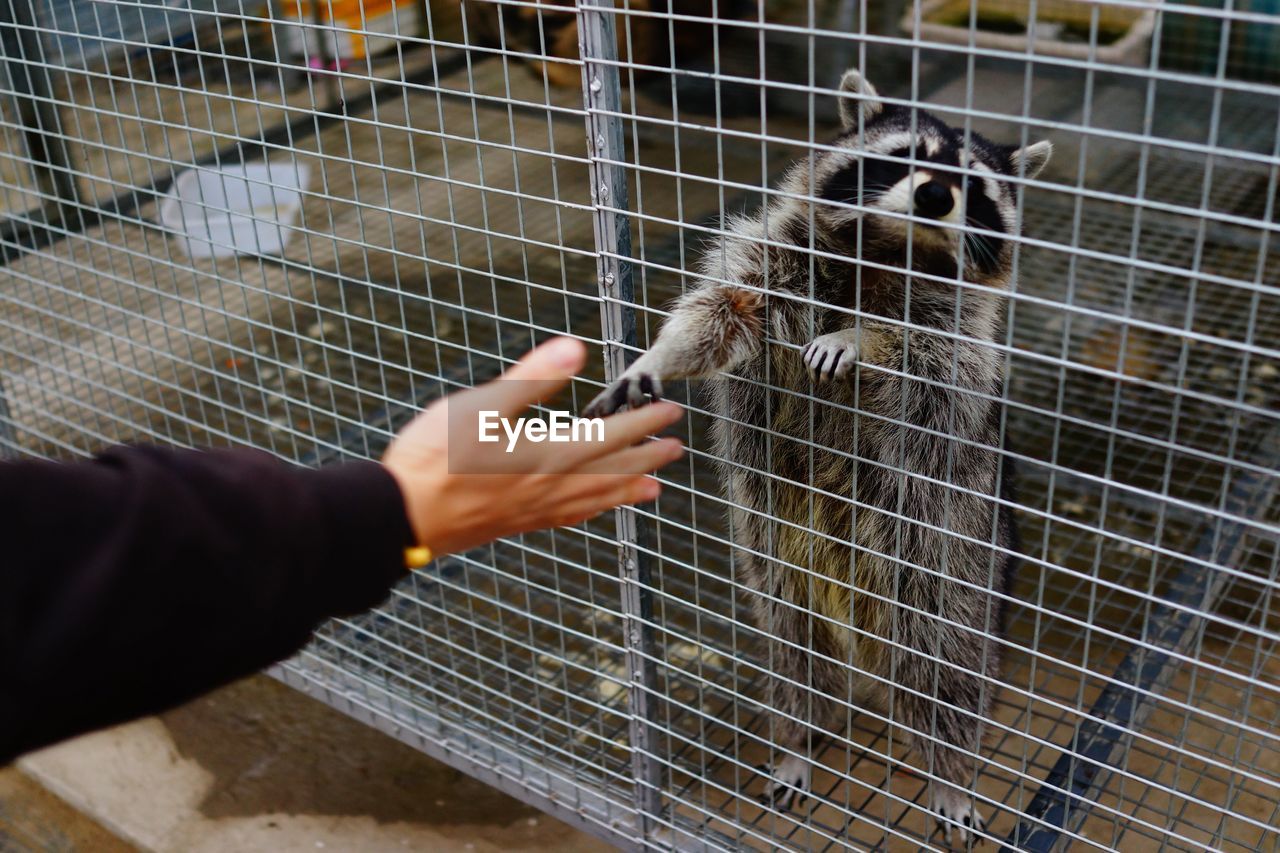 Cropped hand reaching raccoon in cage