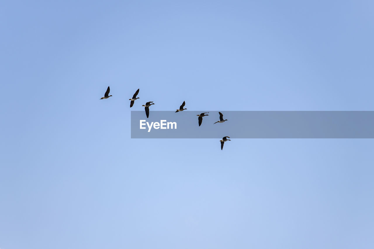 LOW ANGLE VIEW OF BIRDS FLYING AGAINST CLEAR SKY