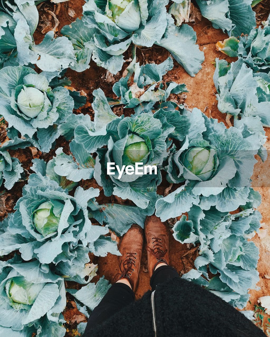 Low section of person standing on agricultural field