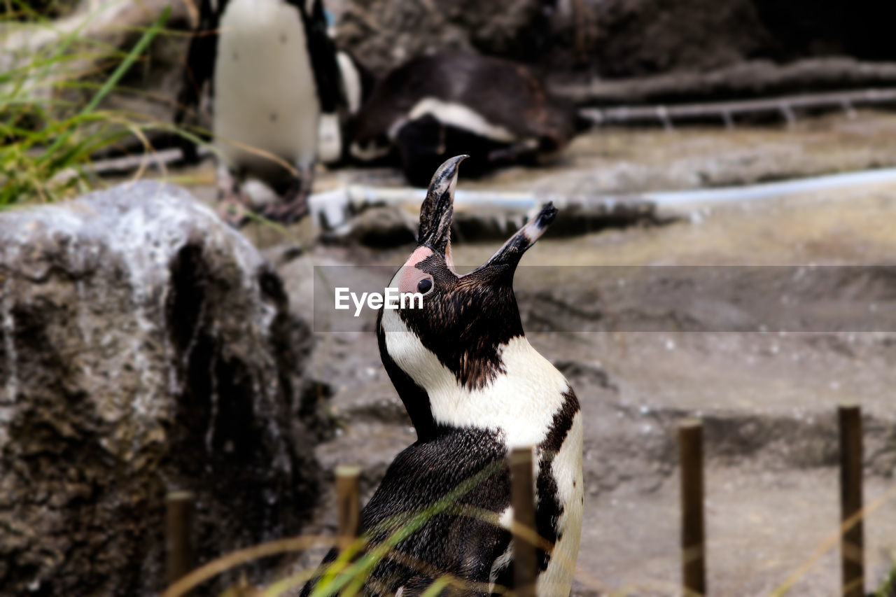 Close-up of penguin