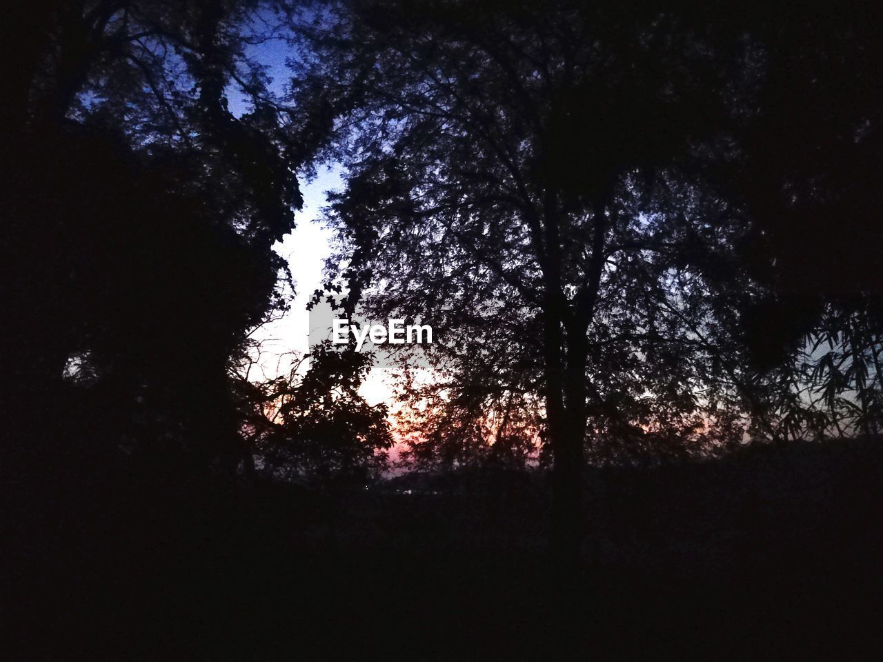 LOW ANGLE VIEW OF TREES IN FOREST AT NIGHT