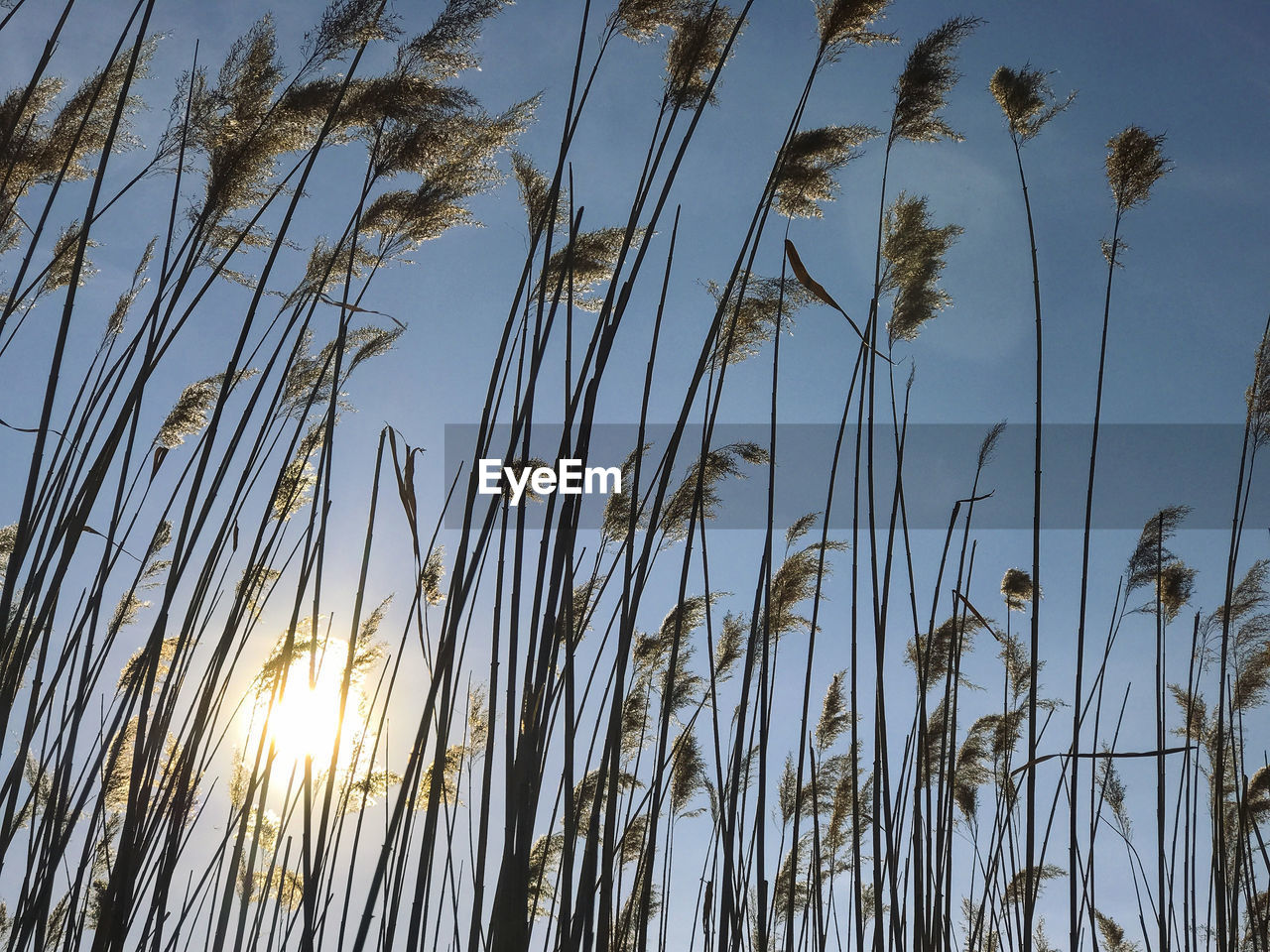 Low angle view of plants against sky