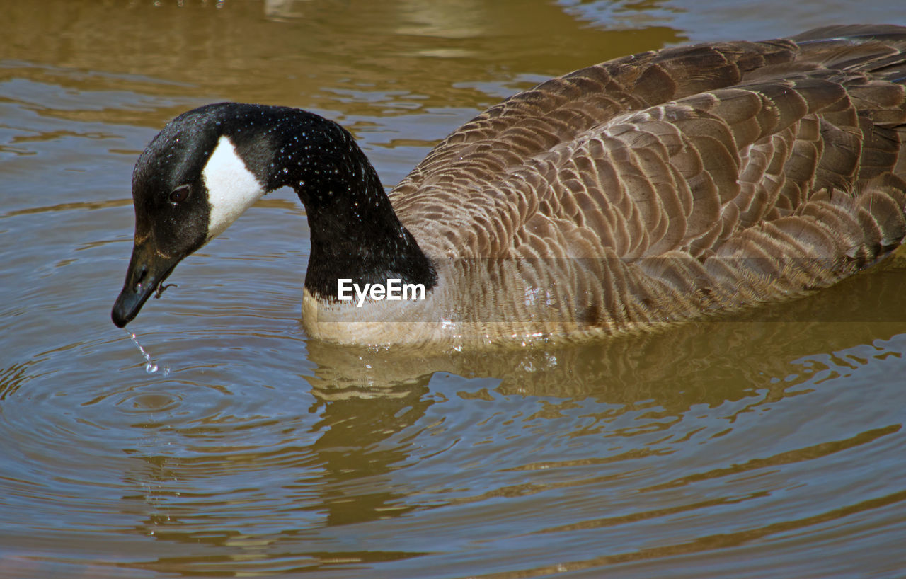 High angle view of canada goose swimming on lake