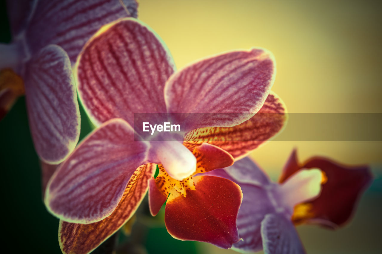 CLOSE-UP OF ORCHIDS