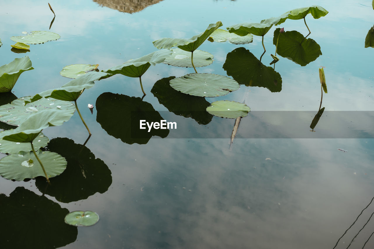 HIGH ANGLE VIEW OF LEAVES FLOATING ON WATER