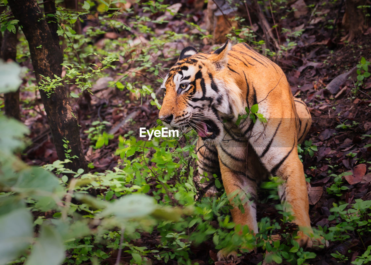 A tiger in ranthambhore national park 