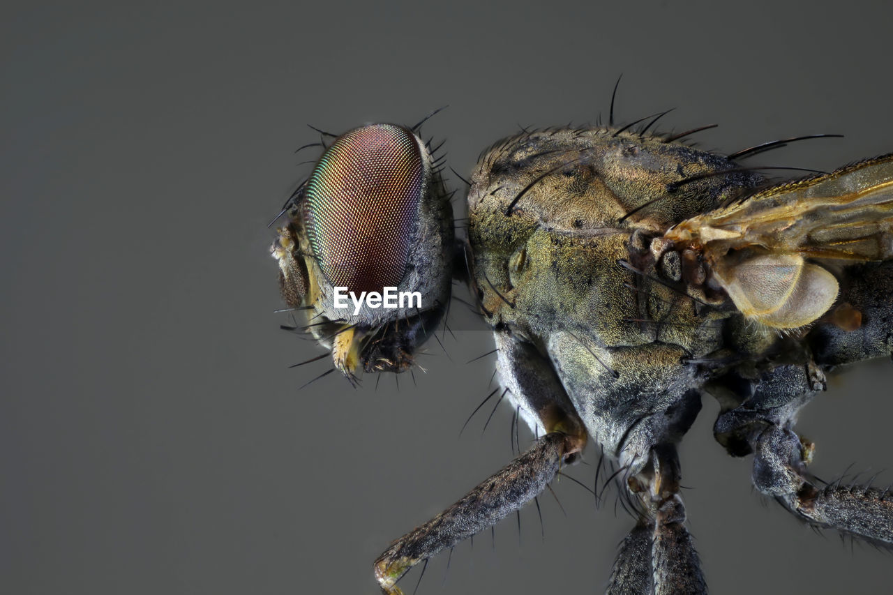 CLOSE-UP OF AN INSECT