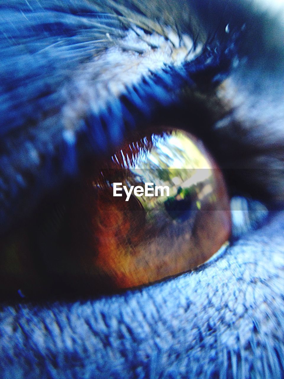 EXTREME CLOSE-UP OF BLUE EYE