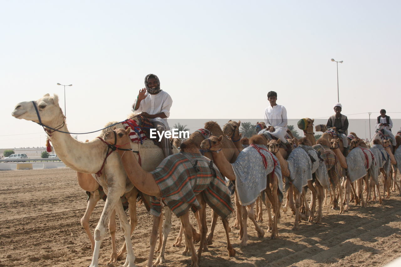 PANORAMIC SHOT OF PEOPLE RIDING HORSES ON LAND