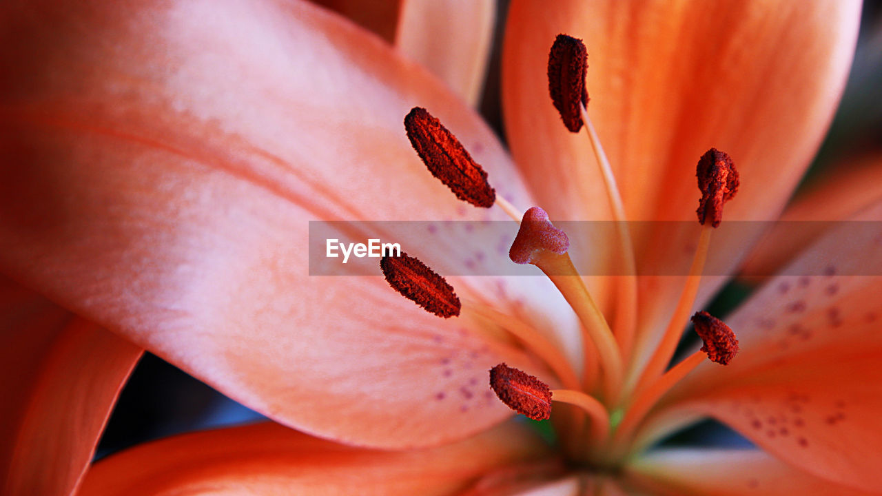 Close-up of orange lily