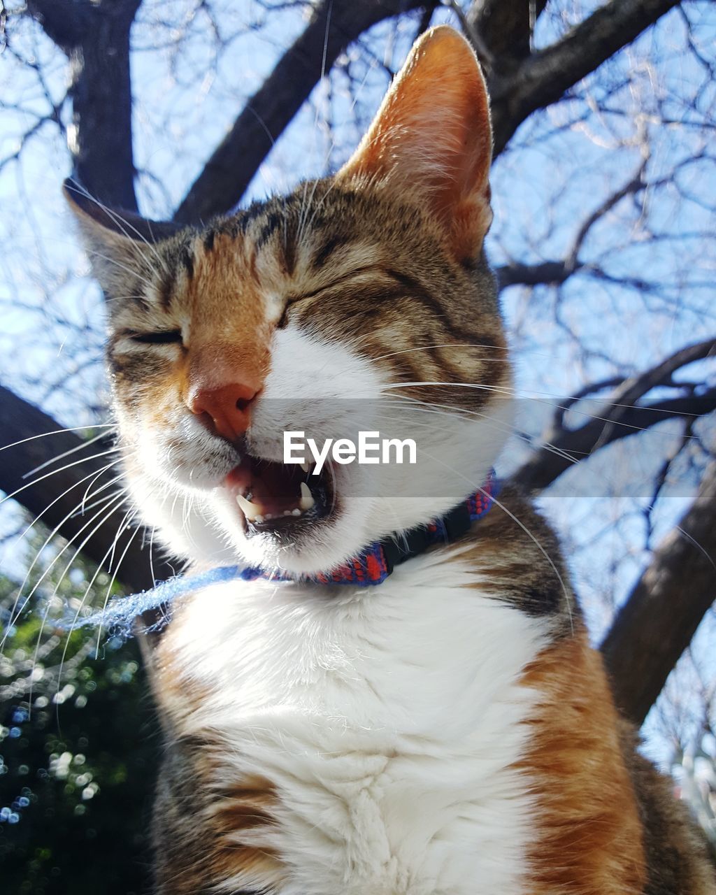 CLOSE-UP OF A CAT LOOKING UP