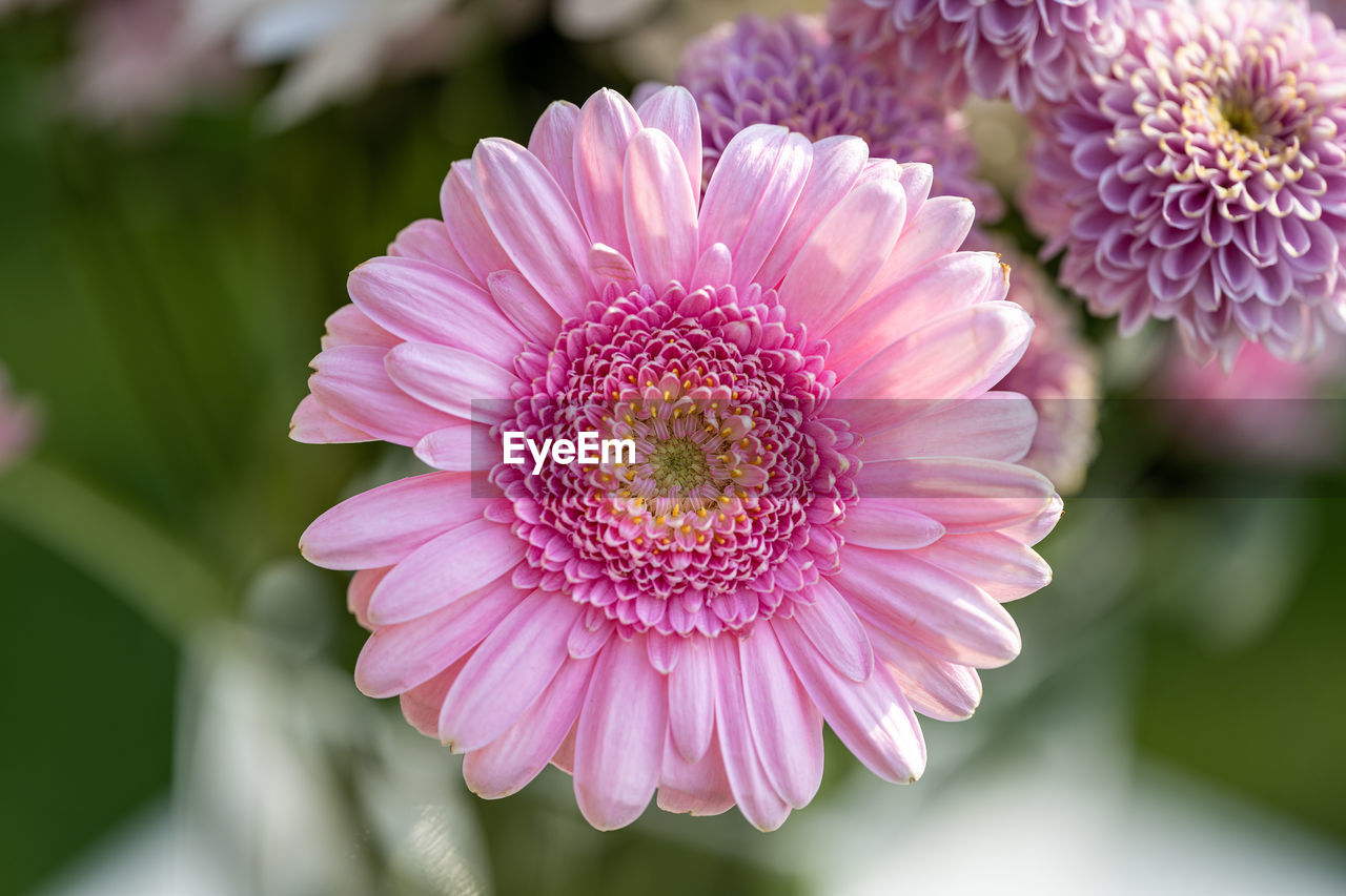 close-up of flower