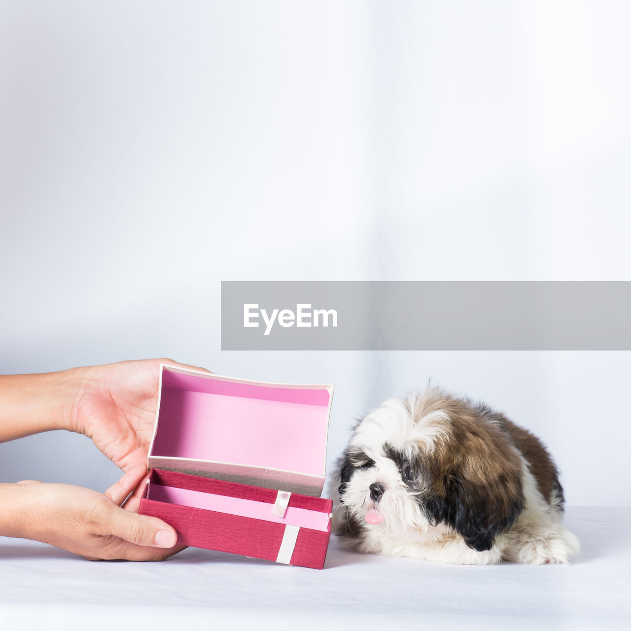 MIDSECTION OF WOMAN HOLDING DOG IN BOX AGAINST WHITE BACKGROUND