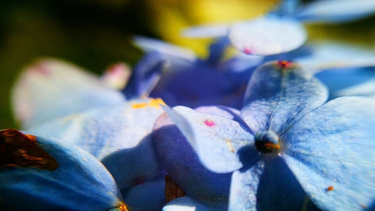 CLOSE-UP OF FLOWER AGAINST BLURRED BACKGROUND
