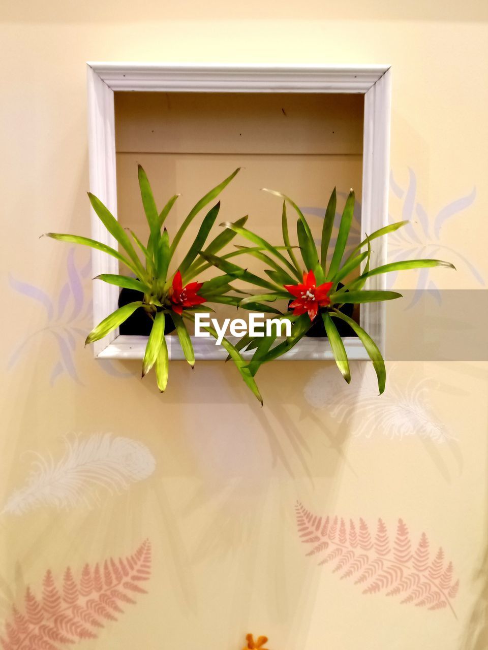 Potted plants on window sill of house