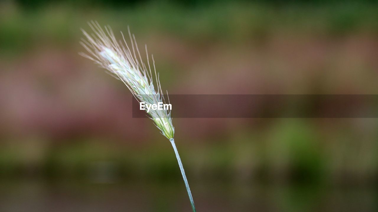 grass, plant, flower, close-up, focus on foreground, green, macro photography, nature, growth, leaf, cereal plant, no people, plant stem, beauty in nature, crop, agriculture, field, day, outdoors, hordeum, barley, wheat, selective focus, freshness, water, meadow, land, sunlight