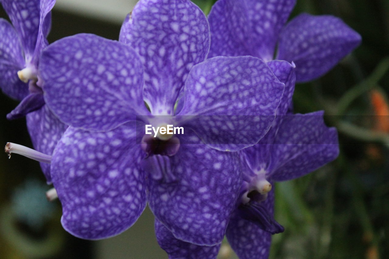 Close-up of purple flowers