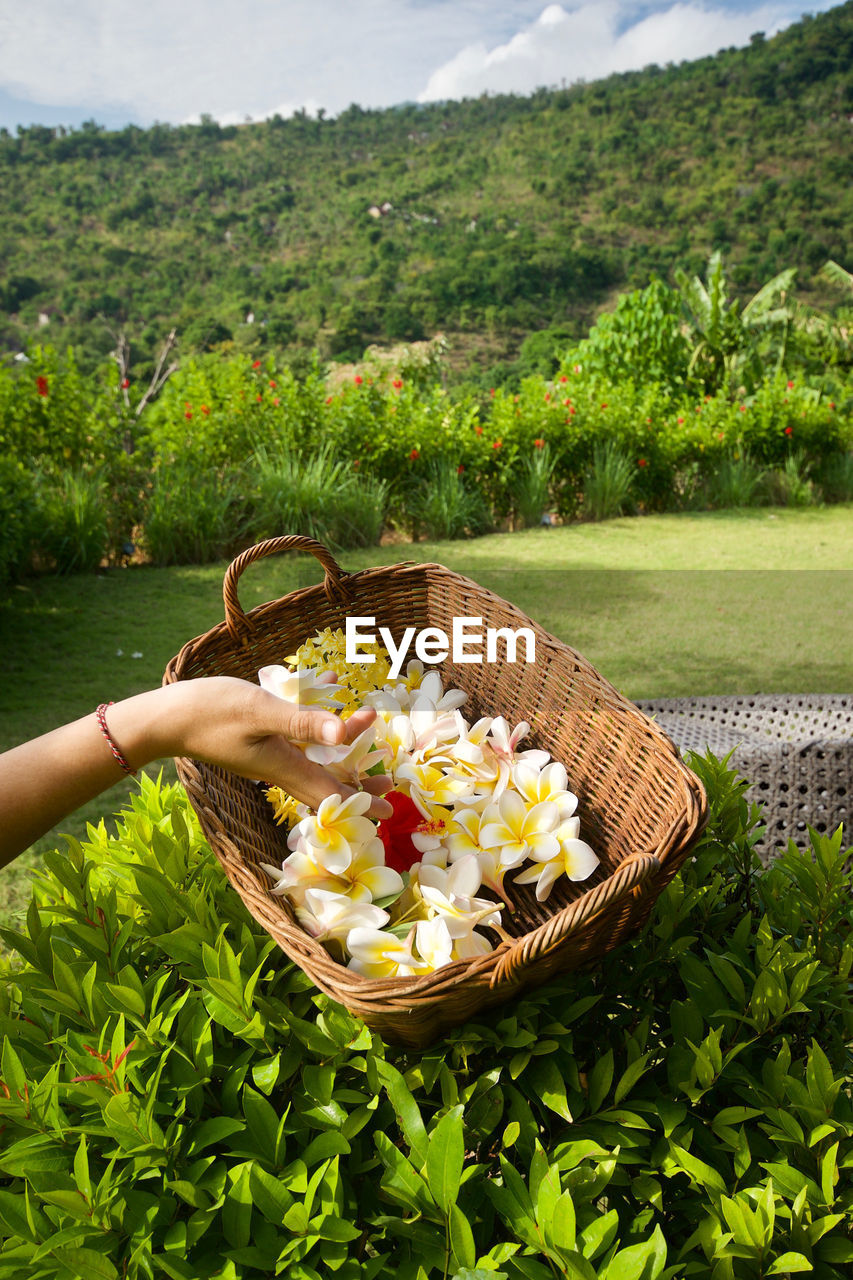 MIDSECTION OF WOMAN HOLDING ICE CREAM BY PLANTS