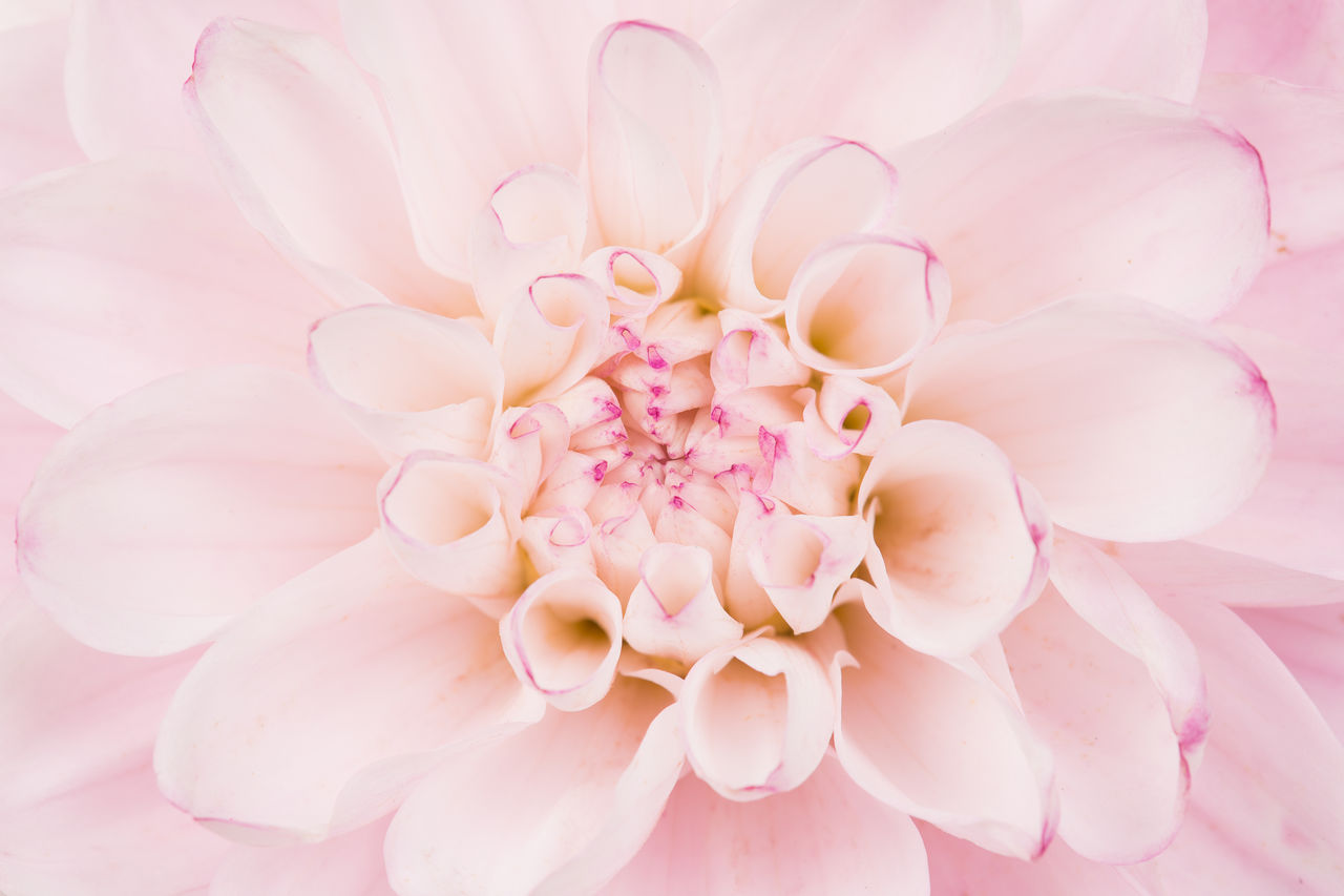 Full frame close up of a pink blooming chrysanthemum flower