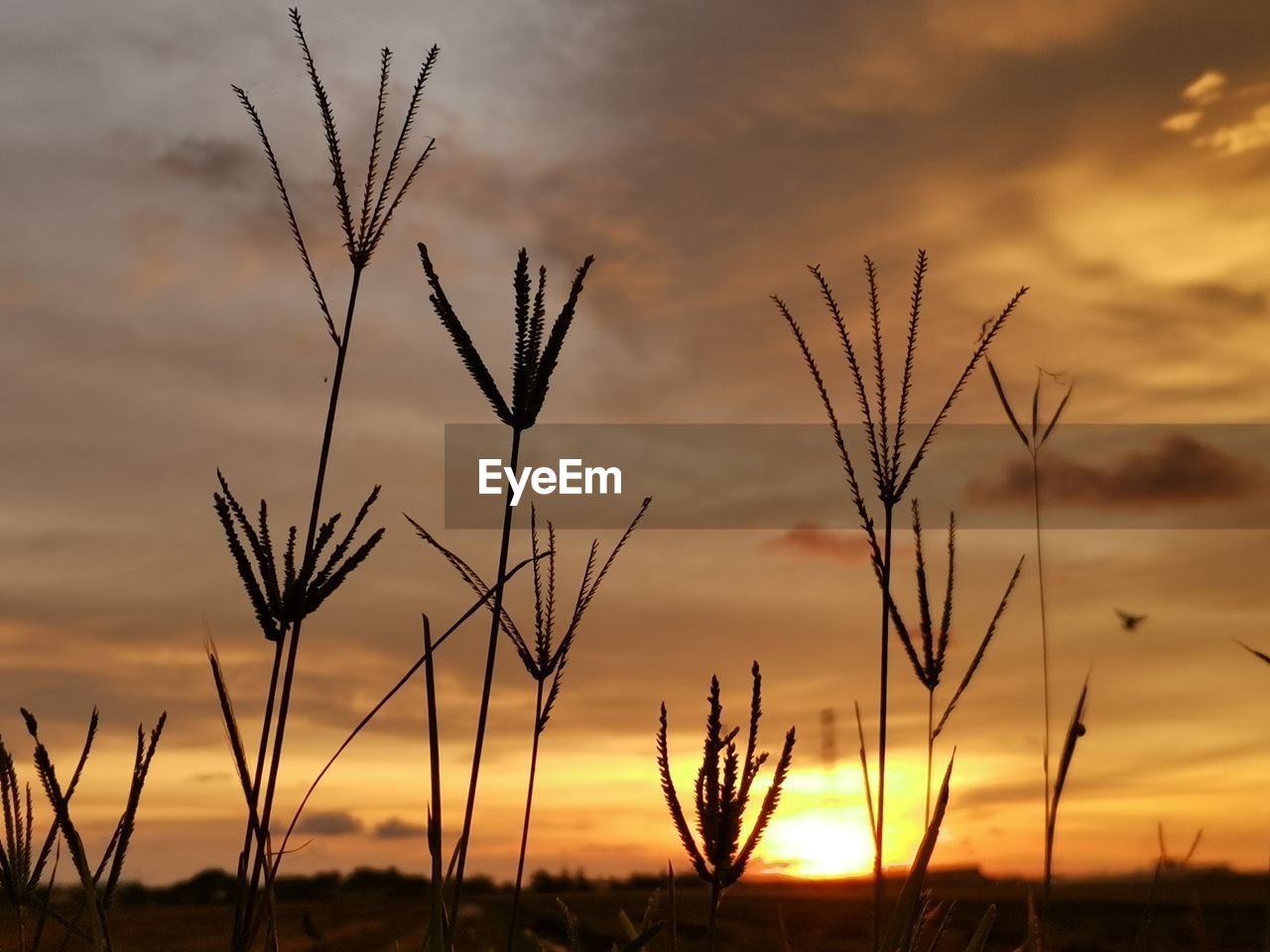 Close-up of silhouette plants on field against sunset sky