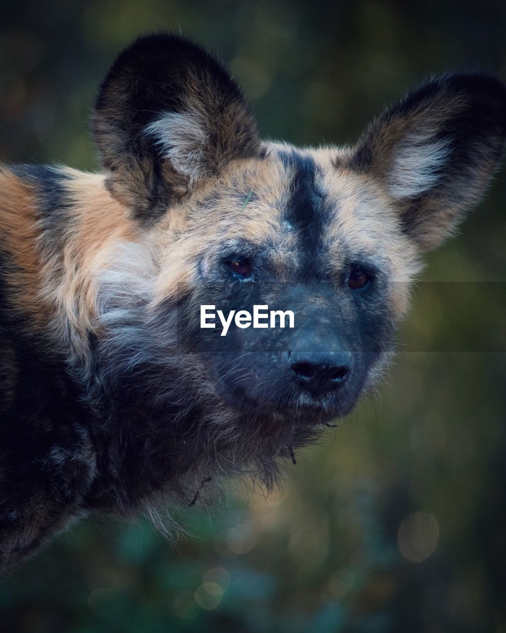 Close-up portrait of afriacan wild dog