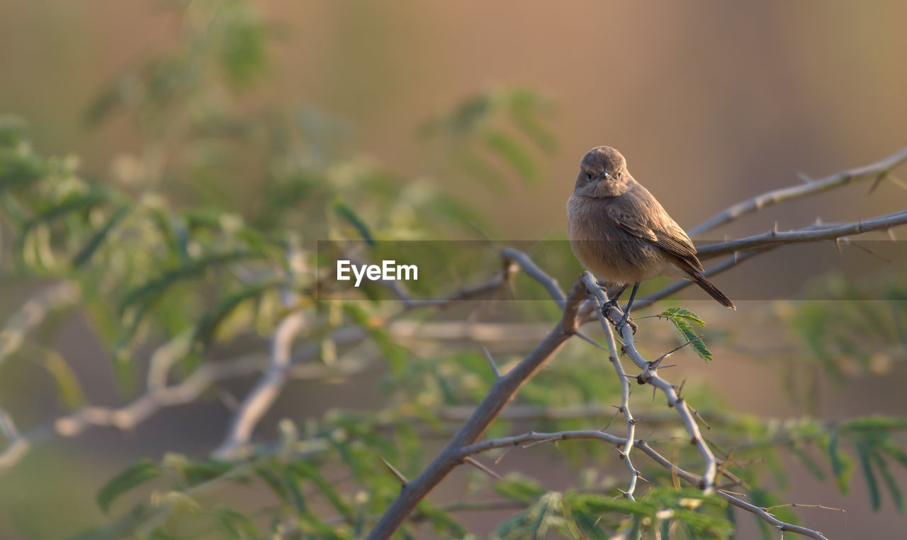 animal wildlife, animal themes, animal, bird, wildlife, nature, one animal, tree, perching, plant, branch, no people, focus on foreground, beauty in nature, outdoors, selective focus, beak, songbird, full length, environment, sparrow, plant part, leaf, day, tourism